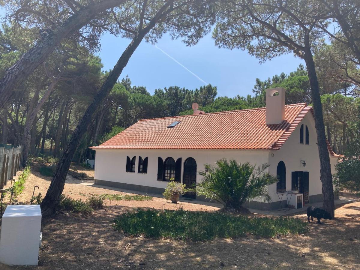 Moradia No Pinhal Com Piscina - Espaco E Privacidade Para As Suas Ferias! シントラ エクステリア 写真